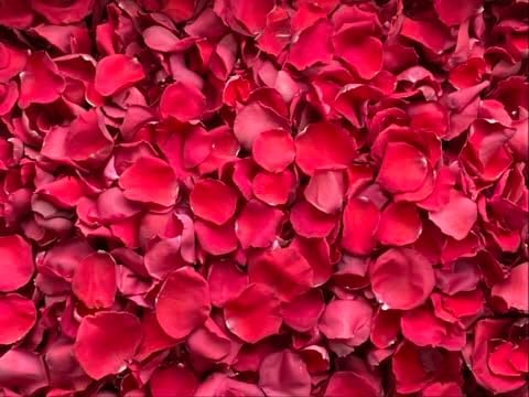 Rose Petals for Wedding Decoration, Bridal Toss, and Aisles, 10 cups, Freeze Dried, Use within 1 month (Red)