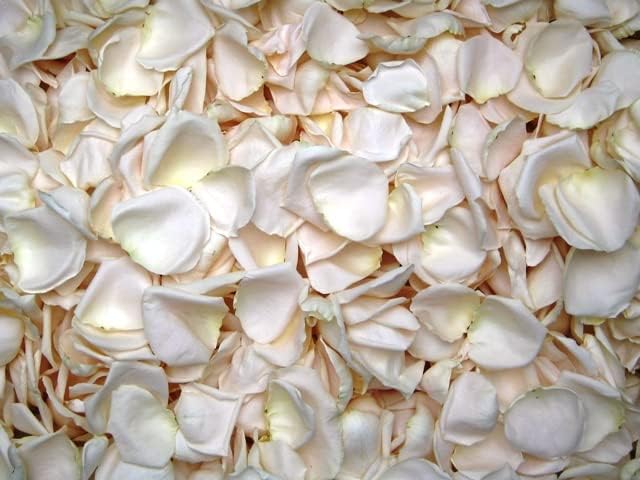 Rose Petals for Wedding Decoration, Bridal Toss, and Aisles, 10 cups, Freeze Dried, Use within 1 month (Ivory)