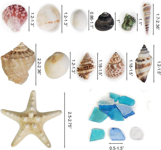 Natural Mixed Seashells Conch Starfish Sea Glass 1-2.8 Inch,16.5 OZ Bulk Ocean Beach Theme Party Decor for Coastal Crafts,Resin Arts, Aquarium Decor,Wedding Table Shells,Nautical Home Vase Fillers