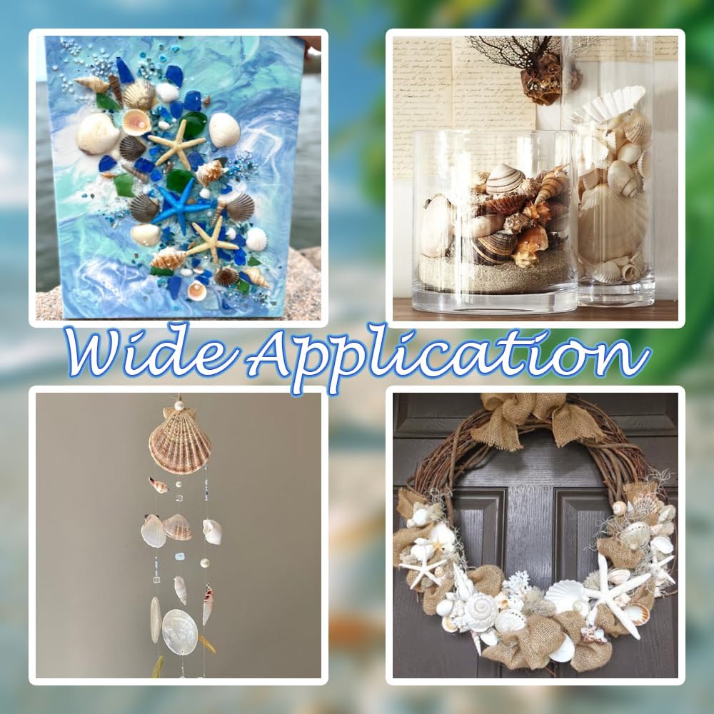 HappyFiller 14 PCS White Natural Scallop SeaShells Decorative Starfish Brown Sea Shells for Crafts,DIY Painting Projects,Coastal Beach Theme Decor,Wedding,Home Wall Decorations,Vase Fillers,2-3 Inches