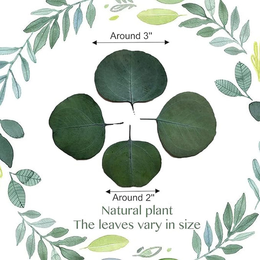 600+ PCS Eucalyptus Leaves, Rustic Boho Wedding Table Decor, 100% Natural Preserved Silver Dollar Eucalyptus Decor Green Leaves, Biodegradable Confetti for Weeding, DIY