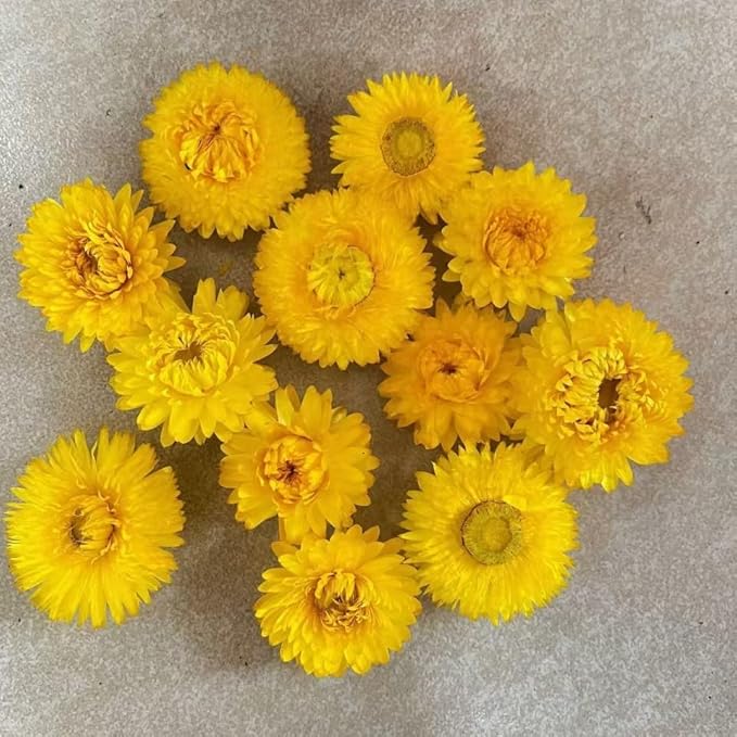 Dried Flower Yellow Straw Daisy Biodegradable Confetti - Flower Petals for Weddings, Flower Girl Toss, Wedding Send Off Ideas, Party Table Decoration | Boxed - 8oz (0.5lbs)