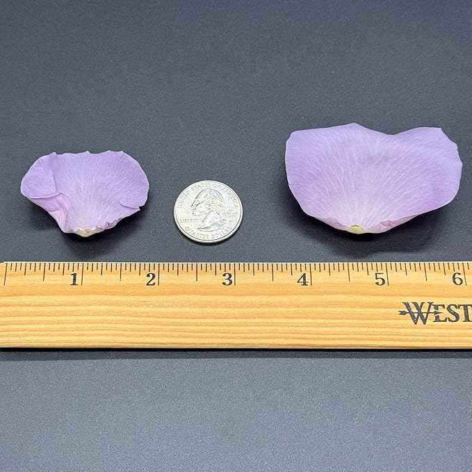 Rose Petals for Wedding Decoration, Bridal Toss, and Aisles, 10 cups, Freeze Dried, Use within 1 month (Lavender)