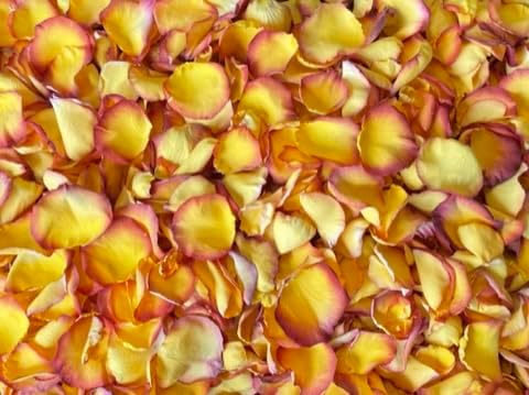 Rose Petals for Wedding Decoration, Bridal Toss, and Aisles, 10 cups, Freeze Dried, Use within 1 month (Tequila Sunrise)