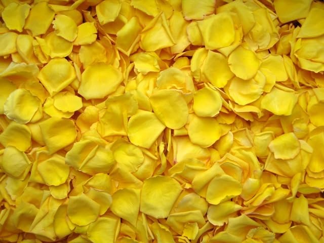 Rose Petals for Wedding Decoration, Bridal Toss, and Aisles, 10 cups, Freeze Dried, Use within 1 month (Yellow)