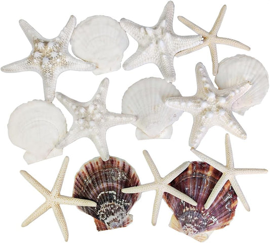 HappyFiller 14 PCS White Natural Scallop SeaShells Decorative Starfish Brown Sea Shells for Crafts,DIY Painting Projects,Coastal Beach Theme Decor,Wedding,Home Wall Decorations,Vase Fillers,2-3 Inches