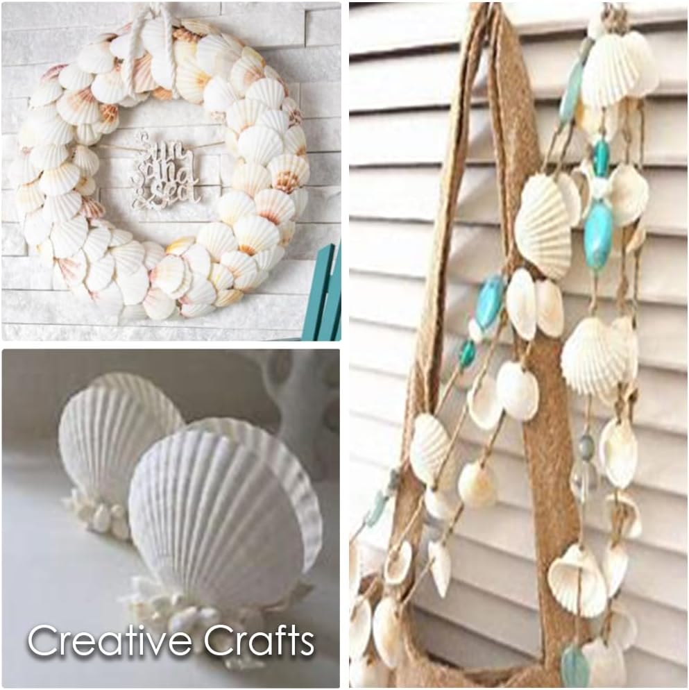 HappyFiller 30 PCs 2-3 Inch White Natural Scallop Seashells Decorative Sea Shells for DIY Painting Projects,Coastal Crafts,Beach Theme Decor,Wedding Centerpieces,Home Decorations,Vase Fillers