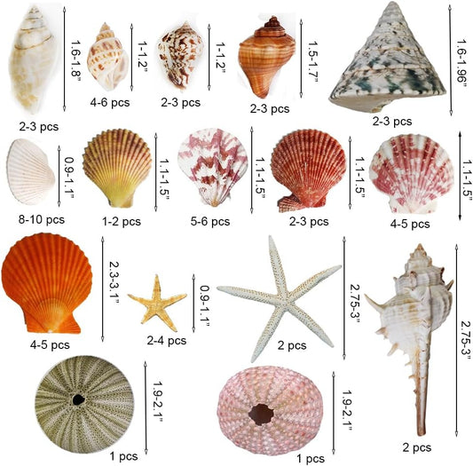 Natural Sea Shells Mixed -15 Kinds of Natural Seashells,Each 2 Kinds Starfish & Urchins for Aquarium Fish Tank,DIY Arts Crafts Project,Beach Theme Home Wedding Party Decor,Vase Fillers,1~3.5"