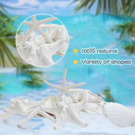 HappyFiller 14 PCS White Natural Scallop SeaShells Decorative Starfish Brown Sea Shells for Crafts,DIY Painting Projects,Coastal Beach Theme Decor,Wedding,Home Wall Decorations,Vase Fillers,2-3 Inches