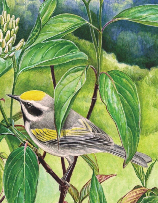 New York Puzzle Company - Cornell Lab Golden-Winged Warbler Mini - 100 Piece Jigsaw Puzzle for Adults by Reyn Ojiri