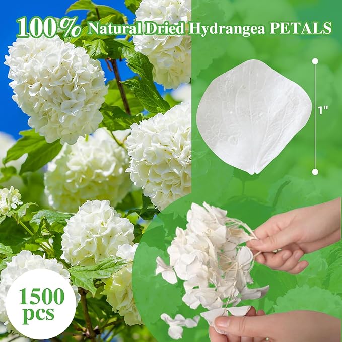 1500+ Dried Real Hydrangea Petals, Natural Preserved Flower Petal for Wedding Party Dinner Table Decor, Romantic Night, Engagement, Bridal Shower, Valentines Day, Confetti (1.1oz, White)