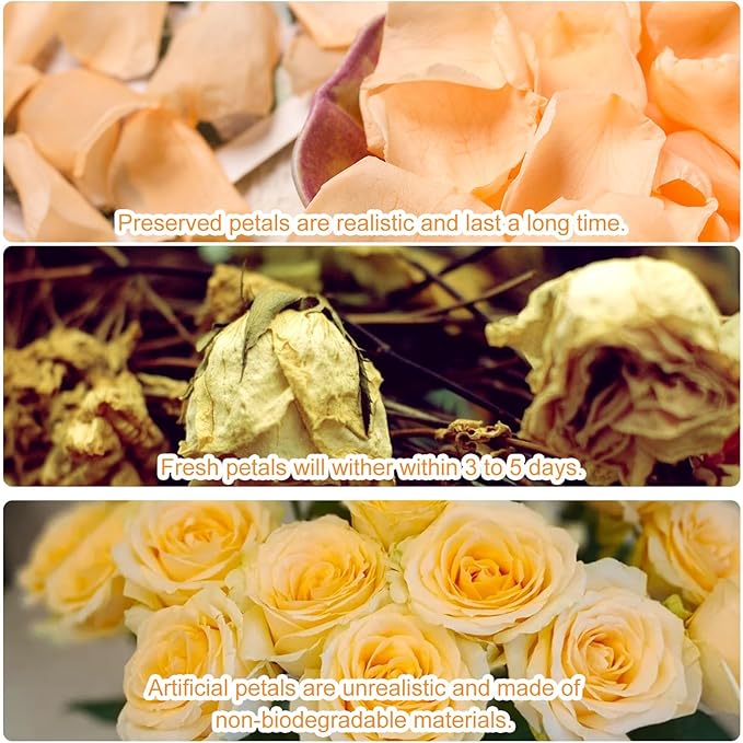 Dried Real Rose Petals, Natural Preserved Dry Flower Petals for Wedding Party Dinner Table Decor, Romantic Night for Her Set, Engagement, Bridal Shower, Valentine's Day, Confetti (1.6oz, Champagne)