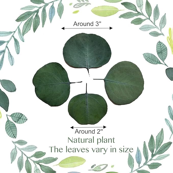 600+ PCS Eucalyptus Leaves, Rustic Boho Wedding Table Decor, 100% Natural Preserved Silver Dollar Eucalyptus Decor Green Leaves, Biodegradable Confetti for Weeding, DIY