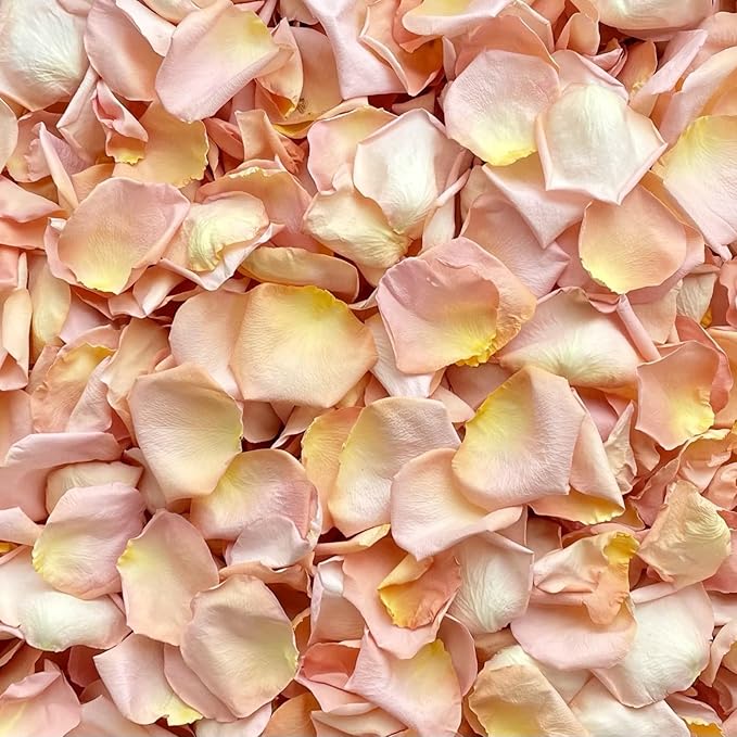 Rose Petals for Wedding Decoration, Bridal Toss, and Aisles, 10 cups, Freeze Dried, Use within 1 month (Seashell)