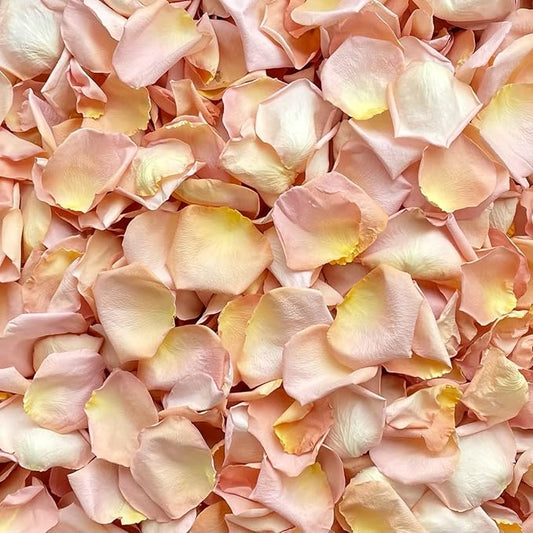 Rose Petals for Wedding Decoration, Bridal Toss, and Aisles, 10 cups, Freeze Dried, Use within 1 month (Seashell)