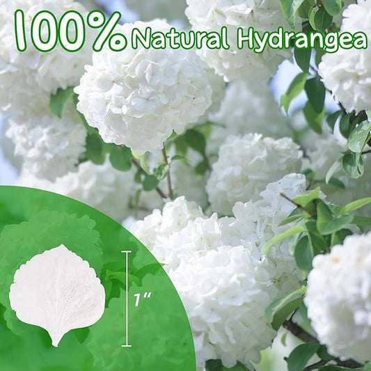 1250+ Real Dried Lvory White Hydrangea Petals - 0.88 oz Preserved Natural Flower Petals for Wedding Decor, Party Confetti, Dinner Table Centerpieces, Handcrafts