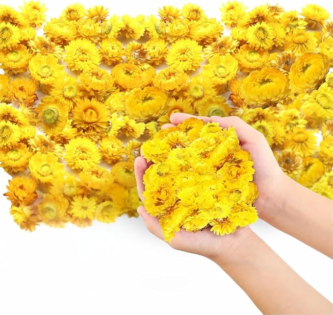 Dried Flower Yellow Straw Daisy Biodegradable Confetti - Flower Petals for Weddings, Flower Girl Toss, Wedding Send Off Ideas, Party Table Decoration | Boxed - 8oz (0.5lbs)