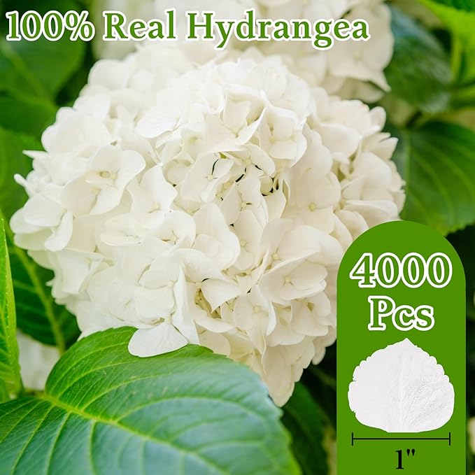 Dried Hydrangea Flower Petals Toss Packs - 4000+ Real Creamy White Flower Petals, 110 Throw Me Packs Wedding Confetti for Wedding Ideas, Valentines Day & Romantic Night Decor