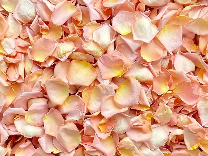 Rose Petals for Wedding Decoration, Bridal Toss, and Aisles, 10 cups, Freeze Dried, Use within 1 month (Seashell)