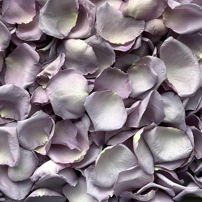 Rose Petals for Wedding Decoration, Bridal Toss, and Aisles, 10 cups, Freeze Dried, Use within 1 month (Lavender)