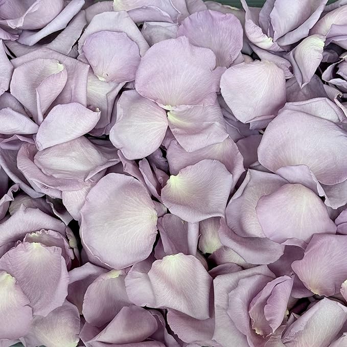 Rose Petals for Wedding Decoration, Bridal Toss, and Aisles, 10 cups, Freeze Dried, Use within 1 month (Lavender)
