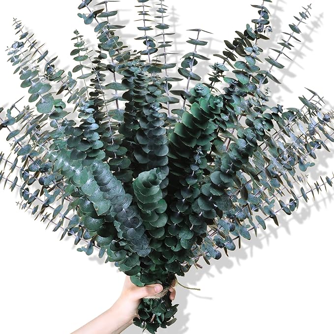 30Pcs Dried Eucalyptus Stems, 17" Real Preserved Eucalyptus Plant for Shower, Fresh Natural Branches for Vase, Eucalyptus Bundle for Home Decor, Wedding, Baby Shower, Bathroom