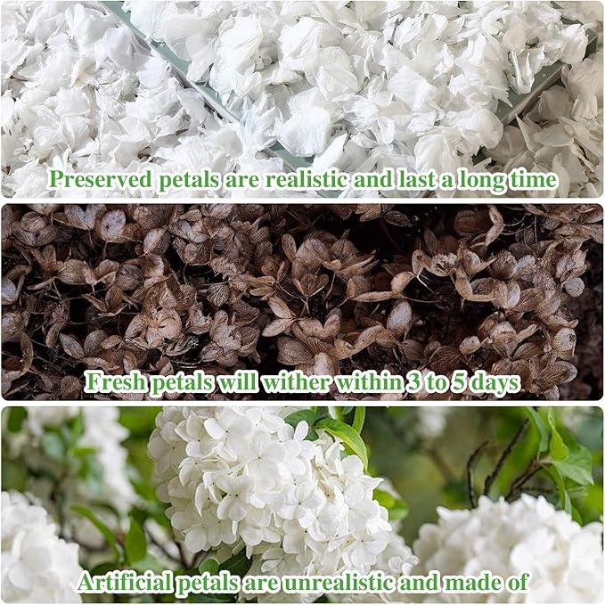1500+ Dried Real Hydrangea Petals, Natural Preserved Flower Petal for Wedding Party Dinner Table Decor, Romantic Night, Engagement, Bridal Shower, Valentines Day, Confetti (1.1oz, White)